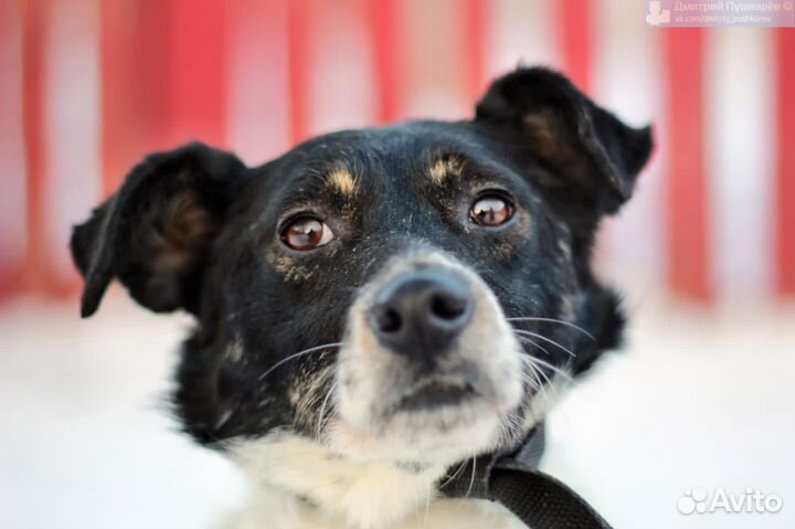 Собака Кукла