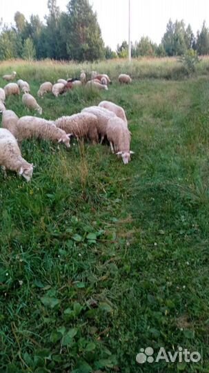 Овцы бараны ягнята дорпер