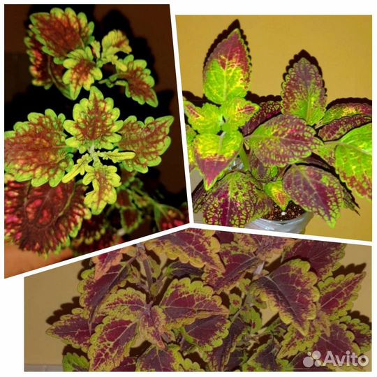 Комнатные растения