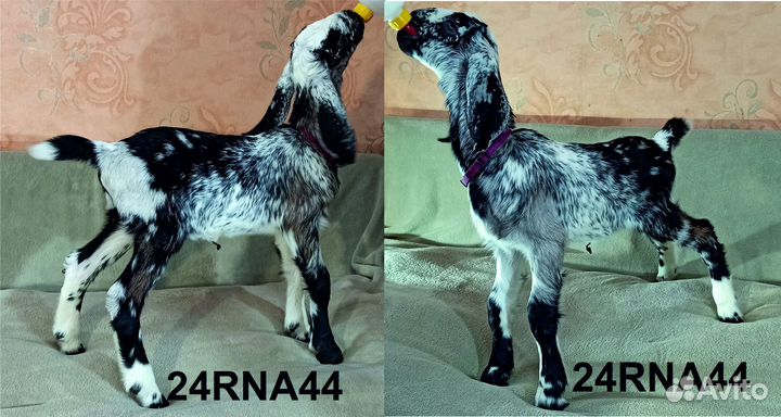 Англо нубийские козлята