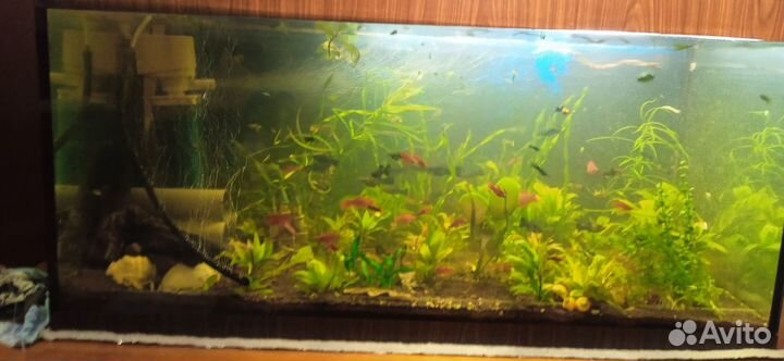 Аквариумные рыбки