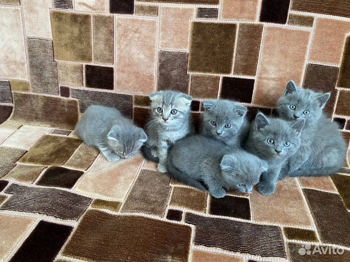 Шотландские котята