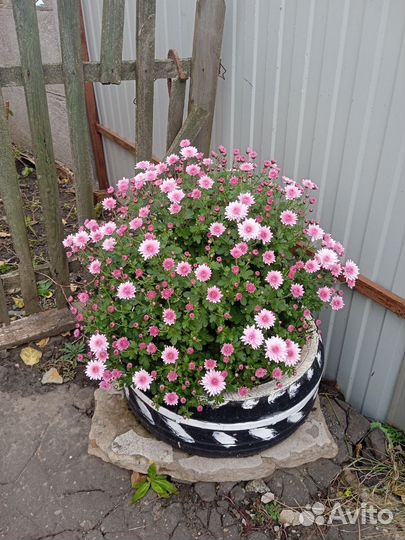 Хризантемы мультифлора