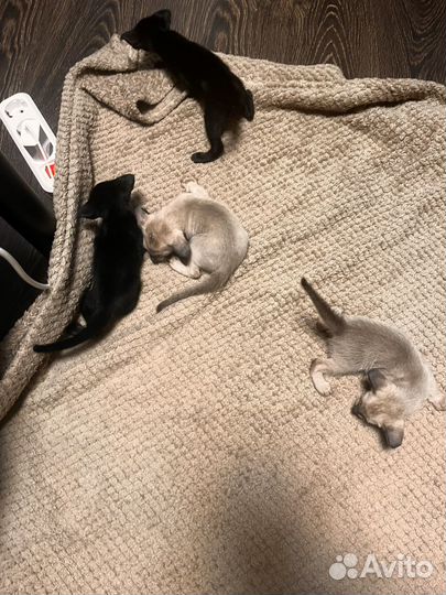 Ориентальные котята