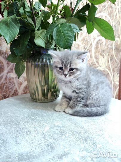 Шотландские прямоухие котята