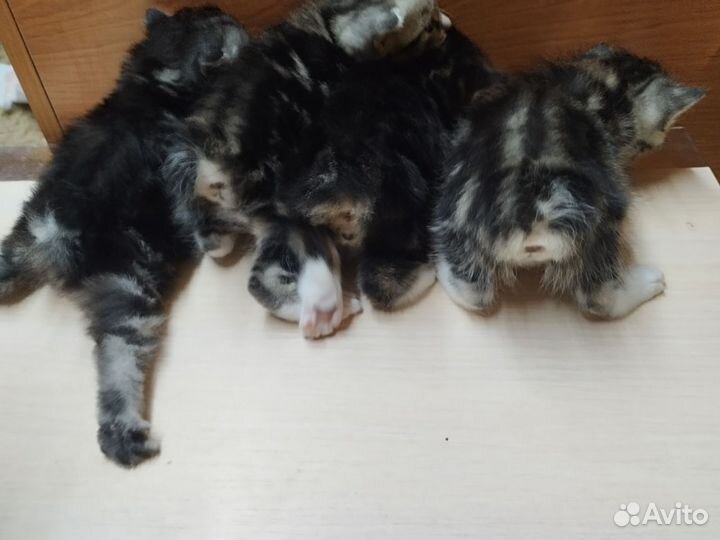 Курильский бобтейл котята