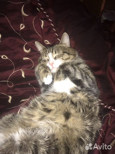 Отдам кота в добрые руки