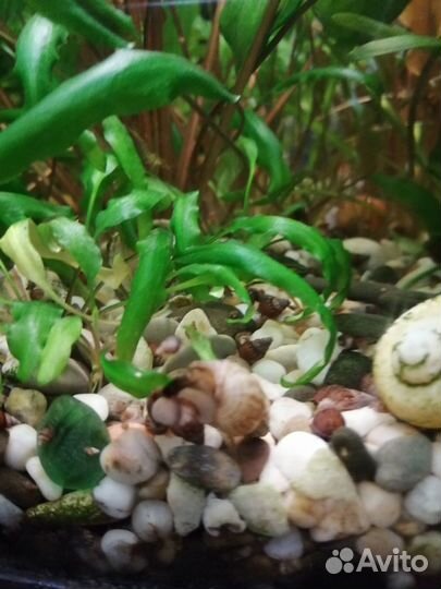 Улитки мелании