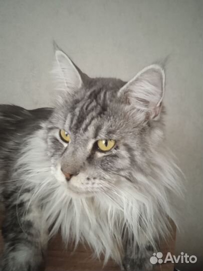 Кот майн-кун