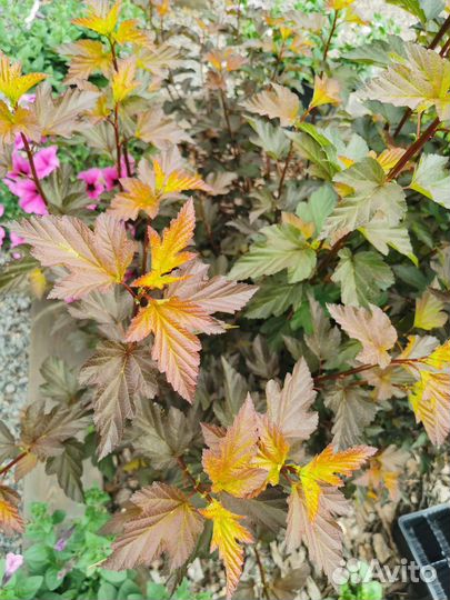 Пузыреплодник Дьяболо