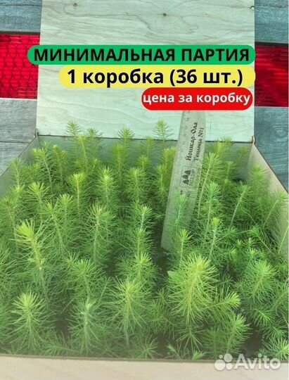 Саженцы ели зкс в розницу