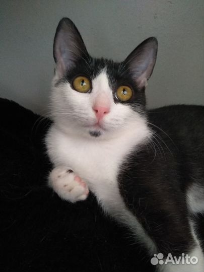 В добрые руки