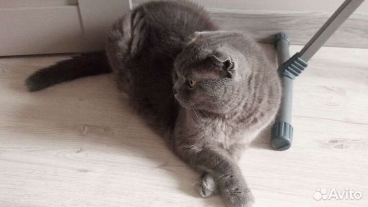 Британский вислоухий кот