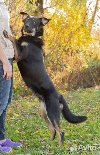 Метис восточноевропейской овчарки