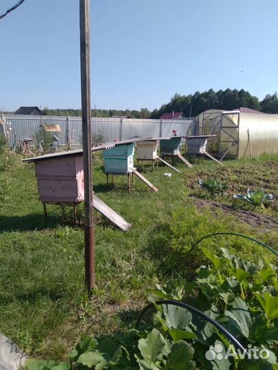 Ульи с пчелами