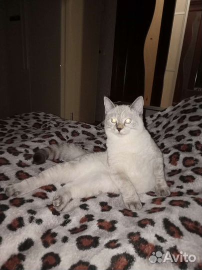 Кошка
