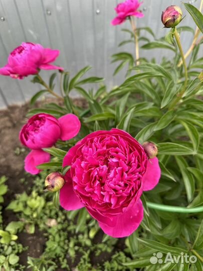 Многолетники для сада неприхотливые