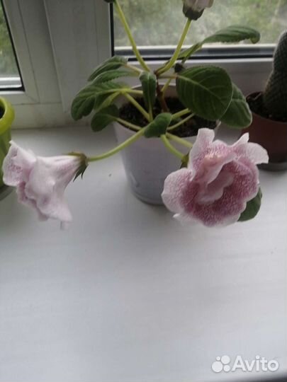 Глоксиния махровая