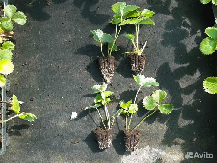 Рассада клубники. Крупная ягода