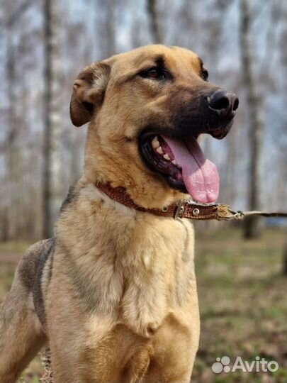 Не нужный пёс ищет дом