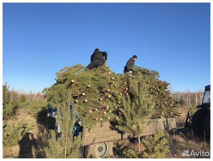 Сосна, ель, пихта, лапник