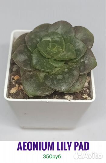 Суккуленты 3