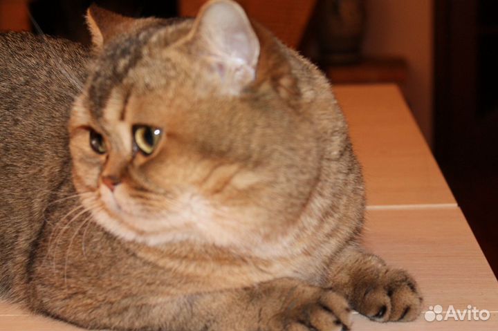 Кот на вязку