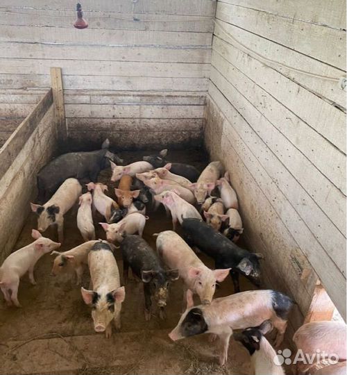 Поросята, свиньи и бычки на мясо