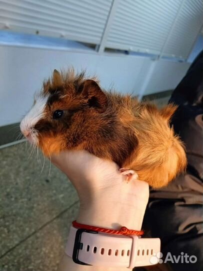 Морские свинки