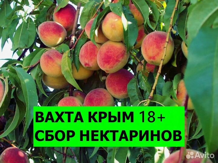 Вахта Крым / Сбор нектаринов 18+