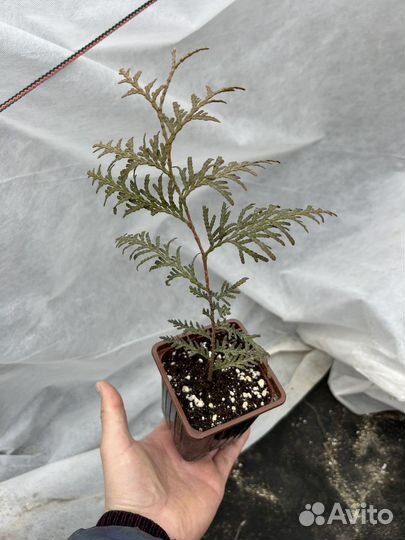 Туя западная Брабант