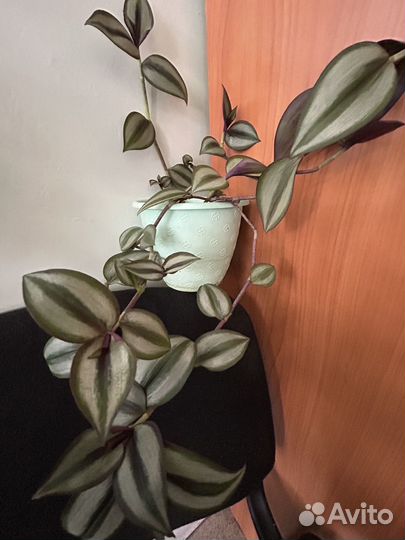 Комнатные цветы