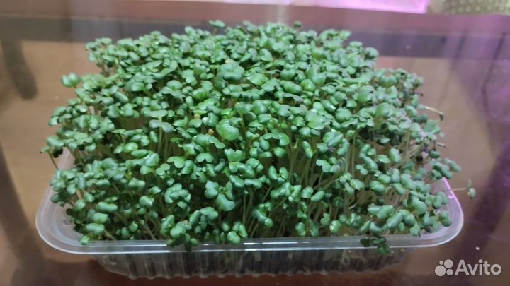 Микрозелень