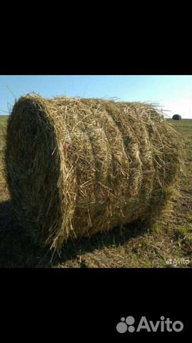 Сено рулонное, с доставкой