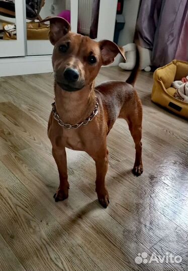 Собака вязка пинчер/джек рассел