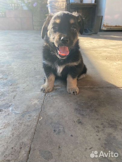 Щенок в беде