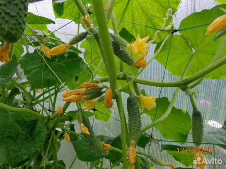 Семена огурцов турецкой фирмы Yuksel Tonum