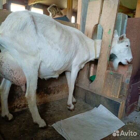 Коза молочная, козлята на племя