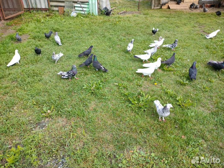 Бакинские голуби