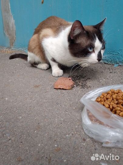 Кот в добрые руки