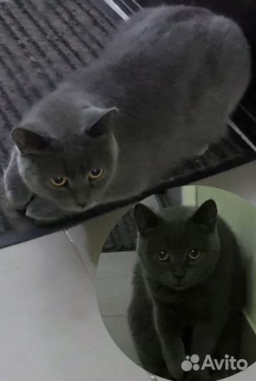 Кошечка или котик