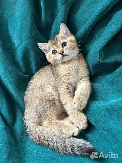 Британская золотая шиншилла ny 12