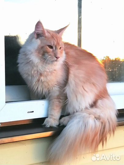 Котята мейн-кун