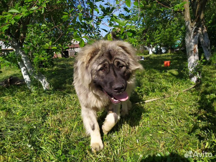 Вязка кавказец