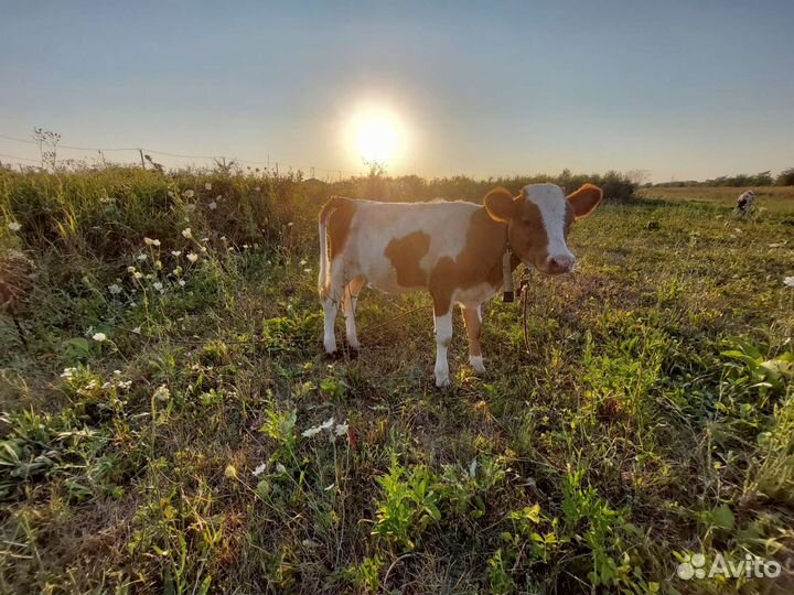 Телята сименталы