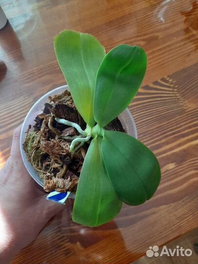 Орхидея сортовая ароматная сюрприз