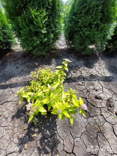 Туи, можжевельники, гибискус древовидный