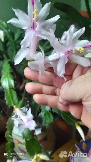 Декабрист шлюмбергера сортовые