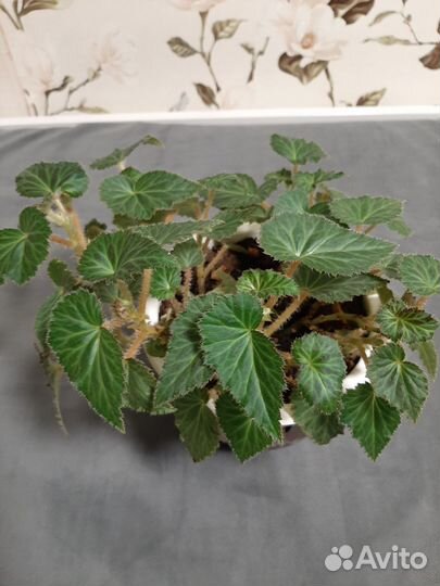 Бегония элатиор