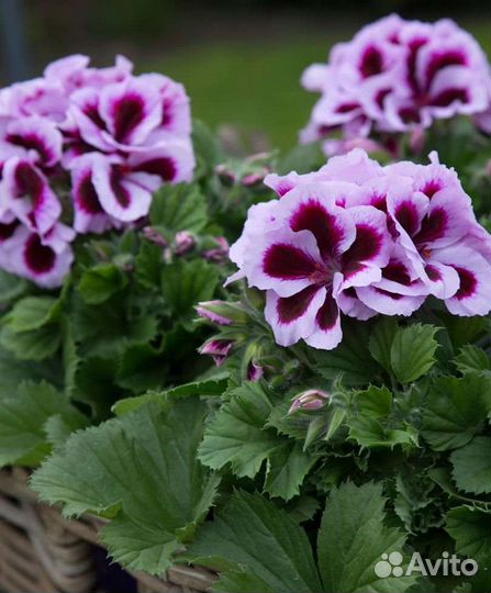 Пеларгония королевская, герань